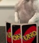 Angry Game of Uno