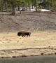 Bison Mother Guides Newborn Across Madison River in Yellowstone