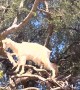 Toddler Finds Goats in Tree
