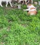 Bulldog Plays Dead in Front of Goats