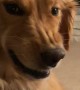 Golden Retriever Gives Awkward Grin