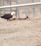 Bald Eagles Are Strong