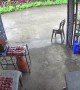 Sneaky Dog Steals Food