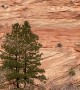 Mountain Sheep Running on Red Rocks at Zion National Park