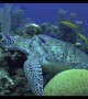 Turtle Sleeps on Reef