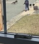 Territorial Turkeys Intimidate Mailman