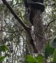Python Climbs Tree