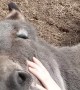 Smiling Donkey Leroy Loves Laying on Owner