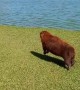 Dogs Chase Capybaras Into Water
