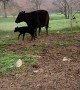 Mama Cow Chases Away Black Bear
