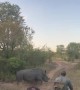 Rhino Keeps Tourist on Their Toes