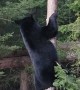 Acrobatic Bear Looks for Birdseed Treat