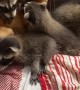 Dog Cuddles With Baby Raccoons