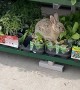 Rabbit Finds Dinner at Walmart