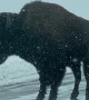 Bison Walks Down Snowy Road in Yellowstone
