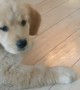 Puppy\'s first time seeing ice cube is simply adorable