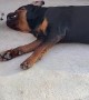 Rottweiler and Chihuahua Play Together