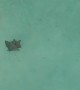 Eagle Rays Viewed From Above