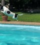 Jack Russel Pool Long Jump