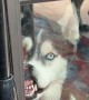 Husky Gets Human's Attention