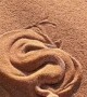 Watch this desert viper bury itself in the sand