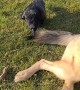 Crow Tugs Dog's Tail at Park
