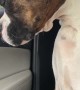 Tired Boxer