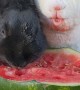 Adorable Bunnies Eat Watermelon Together