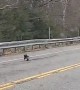 Mama Bear and Cubs Spotted on Road