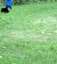 Cat Pounces on One-Year-Old Child
