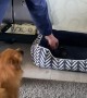 Chick Follows Command to Go to Dog Bed