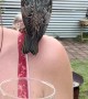 Starling Crashes Family BBQ