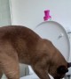 Chocolate Burmese Teaches Himself to Pee in the Toilet