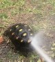 Abella the Colombian Redfoot Tortoise Dances From Hose Spray