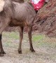 Man Saves Elk With Bag Stuck on Its Head