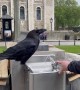 Guy Helps a Raven Drink From Fountain and Gets Bit