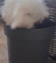 Bunny Digs Up Potted Plant