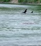 Orcas Hunt Baby Grey Whale