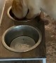 Puppy Plays in Water Bowl