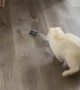 Cat Gets Himself into Trouble