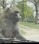 Baboon Chews on Car