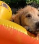 Tranquil Golden Relaxes on Inflatable Ducky