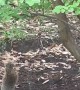 Hyper Squirrel Bounces Around Backyard