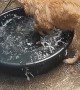 Bathing Pup Plays in Pool with Paws