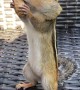 Chipmunk Stuffs Cheeks With Peanuts