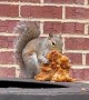 Squirrel Caught Eating Fried Chicken in a Fast Food Drive-Thru
