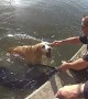Police rescue exhausted lab out of Arizona canal