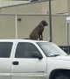 Good Boy Waits for Owner From Top of Truck