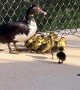 Rescued Duckling Reunited with Family