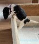 Puppy Makes Great Escape